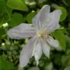 Clématite - Clematis Jackmanii Alba 1 Clématite - Clematis Jackmanii Alba -Jardin Parfait Soldes 2024 clematis jackmanii alba 81380 1