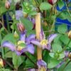 Clématite - Clematis Exciting -Jardin Parfait Soldes 2024 clematis patens exciting 681510 2