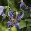 Clématite - Clematis Saphyra Indigo 2 Clématite - Clematis Saphyra Indigo -Jardin Parfait Soldes 2024 clematis saphyra indigo 681391 1