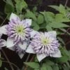Clématite - Clematis Viennetta -Jardin Parfait Soldes 2024 clematis viennetta 89693 1