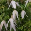 Clématite - Clematis Macropetala Broughton Bride 2 Clématite - Clematis Macropetala Broughton Bride -Jardin Parfait Soldes 2024 clematite Broughton Bride 681486 1