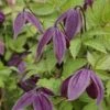 Clématite - Clematis Brunette 1 Clématite - Clematis Brunette -Jardin Parfait Soldes 2024 clematite Brunette 681483 1