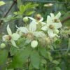 Clématite - Clematis Tangutica Grace 1 Clématite - Clematis Tangutica Grace -Jardin Parfait Soldes 2024 clematite Grace 681490 1
