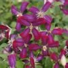Clématite - Clematis Flammula Sweet Summer Love 1 Clématite - Clematis Flammula Sweet Summer Love -Jardin Parfait Soldes 2024 clematite Sweet Summer Love 681521 1