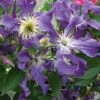 Clématite - Clematis Blue Pirouette 2 Clématite - Clematis Blue Pirouette -Jardin Parfait Soldes 2024 clematite blue pirouette 67807 1