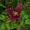 Clématite - Clematis Cirrhosa Lansdowne Gem 2 Clématite - Clematis Cirrhosa Lansdowne Gem -Jardin Parfait Soldes 2024 clematite cirrhosa lansdown gem 681367 1