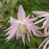 Clématite - Clematis Country Rose 1 Clématite - Clematis Country Rose -Jardin Parfait Soldes 2024 clematite country rose 681388 1