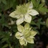 Clématite - Clematis Florida Alba Plena 2 Clématite - Clematis Florida Alba Plena -Jardin Parfait Soldes 2024 clematite florida alba plena 681432 1