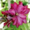 Clématite - Clematis Kaen -Jardin Parfait Soldes 2024 clematite kakio 67863 1