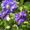 Clématite - Clematis Kiri Te Kanawa -Jardin Parfait Soldes 2024 clematite kiri te kanawa 681357 2