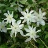 Clématite - Clematis Montana Jacqui 2 Clématite - Clematis Montana Jacqui -Jardin Parfait Soldes 2024 clematite montana jacqui 681487 1