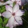 Clématite - Clematis Omoshiro 1 Clématite - Clematis Omoshiro -Jardin Parfait Soldes 2024 clematite osmoshiro 681354 1