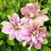 Clématite - Clematis Princesse Alexandra 2 Clématite - Clematis Princesse Alexandra -Jardin Parfait Soldes 2024 clematite princess alexandra 681392 1