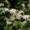 Clématite - Clematis Terniflora -Jardin Parfait Soldes 2024 clematite terniflora 681522 1