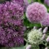 Collection 10 Alliums 1 Collection 10 Alliums -Jardin Parfait Soldes 2024 collection 10 alliums 51530 1