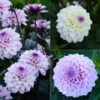 Collection 3 Dahlias Seniors 2 Collection 3 Dahlias Seniors -Jardin Parfait Soldes 2024 collection 3 dahlias seniors 86088 1