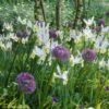 Collection Allium & Iris De Hollande 1 Collection Allium & Iris De Hollande -Jardin Parfait Soldes 2024 collection allium iris de hollande 15274 1