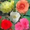 Collection 15 Begonias Grandifloras 2 Collection 15 Begonias Grandifloras -Jardin Parfait Soldes 2024 collection begonias 51256 1