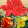 Collection De 3 Cannas -Jardin Parfait Soldes 2024 collection cannas 51353 1