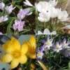 Collection Crocus Botaniques 1 Collection Crocus Botaniques -Jardin Parfait Soldes 2024 collection crocus botaniques 53554 1