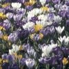 Collection 100 Crocus Grandes Fleurs Mammouth 1 Collection 100 Crocus Grandes Fleurs Mammouth -Jardin Parfait Soldes 2024 collection crocus grandes fleurs 53971 1
