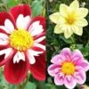 Collection Dahlias Collerette 2 Collection Dahlias Collerette -Jardin Parfait Soldes 2024 collection dahlia colerettes 31450 1