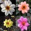Collection Dahlias Happy Single 2 Collection Dahlias Happy Single -Jardin Parfait Soldes 2024 collection dahlia happy 31434 1