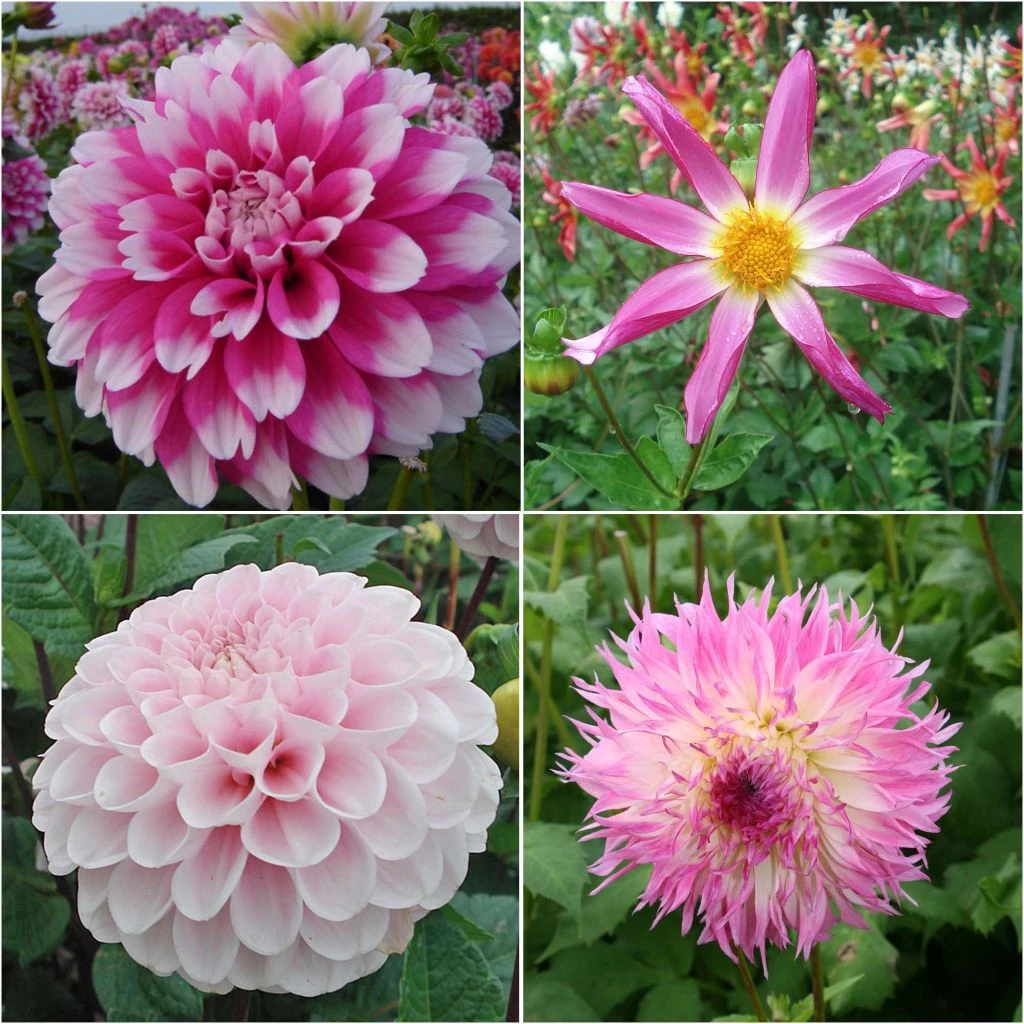 Collection Dahlias Bohême 3 Collection Dahlias Bohême