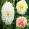 Collection Dahlias Fubuki 1 Collection Dahlias Fubuki -Jardin Parfait Soldes 2024 collection dahlias fubiki 31427 1