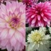 Collection Dahlias Nains Gallery 1 Collection Dahlias Nains Gallery -Jardin Parfait Soldes 2024 collection dahlias gallery 3911 1