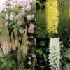 Collection Eremurus 1 Collection Eremurus -Jardin Parfait Soldes 2024 collection eremurus 53574 1