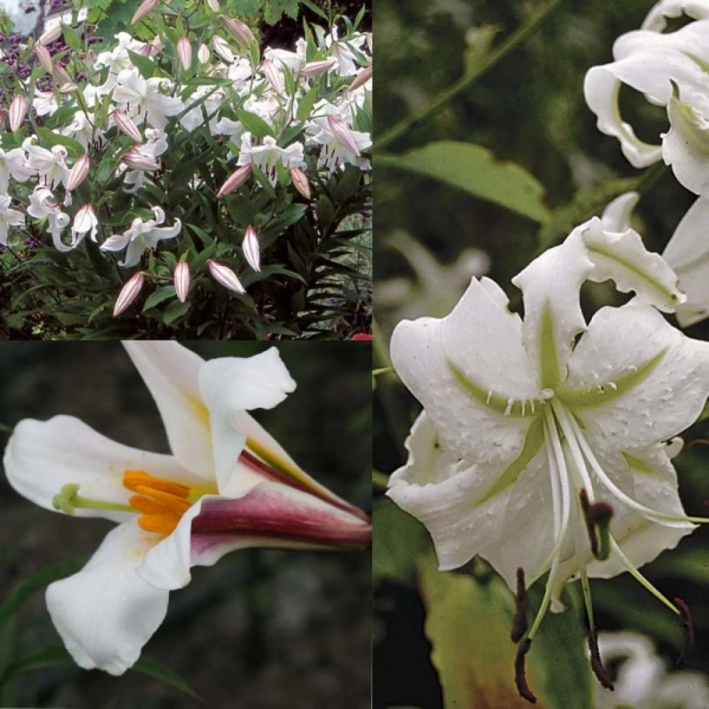 Collection Lis Blanc 3 Collection Lis Blanc