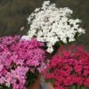 Rhodohypoxis Collection 3 X 3 1 Rhodohypoxis Collection 3 X 3 -Jardin Parfait Soldes 2024 collection rhodohypoxis 1142 1