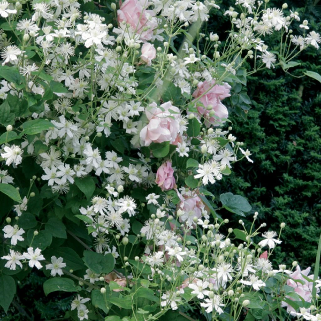 Collection Tonnelle Rose Et Blanc 3 Collection Tonnelle Rose Et Blanc