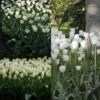 Collection 2 Mois De Tulipes Blanches 1 Collection 2 Mois De Tulipes Blanches -Jardin Parfait Soldes 2024 collection tulipes blanches 68234 1