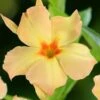 Dipladenia Diamantina Emerald Amber Star -Jardin Parfait Soldes 2024 dipladenia diamantina emerald amber star if 19667 1
