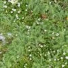 Duo Alternatives Au Gazon 5 Lippia Nodiflora Et 5 Achillea Crithmifolia 1 Duo Alternatives Au Gazon 5 Lippia Nodiflora Et 5 Achillea Crithmifolia -Jardin Parfait Soldes 2024 duo alternatives au gazon 84999 1 1