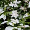 Duo Chic - Clématite Montana Et Actinidia 1 Duo Chic - Clématite Montana Et Actinidia -Jardin Parfait Soldes 2024 duo chic clematite montana et actinidia 85537 1