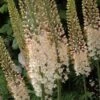 Eremurus Robustus - Lis Des Steppes 1 Eremurus Robustus - Lis Des Steppes -Jardin Parfait Soldes 2024 eremurus robustus 53577 1