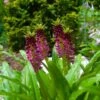 Eucomis Comosa Leia - Eucomide Rose 2 Eucomis Comosa Leia - Eucomide Rose -Jardin Parfait Soldes 2024 eucomis comosa leia 86060 p