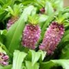 Eucomis Comosa Sparkling Burgundy® - Eucomide Rose à Feuillage Pourpre 2 Eucomis Comosa Sparkling Burgundy® - Eucomide Rose à Feuillage Pourpre -Jardin Parfait Soldes 2024 eucomis comosa sparkling burgundy eucomide rose feuillage pourpre IF 69261 1