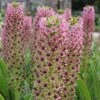 Eucomis Comosa Pink Gin - Fleur Ananas 1 Eucomis Comosa Pink Gin - Fleur Ananas -Jardin Parfait Soldes 2024 eucomis pink gin 15550 1