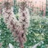 Eucomis Burgundy Wine 2 Eucomis Burgundy Wine -Jardin Parfait Soldes 2024 eucomis sparking burgundy 51273 1