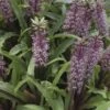 Eucomis Twinkle Stars 2 Eucomis Twinkle Stars -Jardin Parfait Soldes 2024 eucomis twinckle stars 51306 1