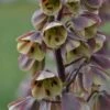 Fritillaire Persica Bicolor Magic Bells -Jardin Parfait Soldes 2024 fritillaire bicolor 54975 1