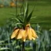 Fritillaire Imperialis Vivaldi* - Couronne Impériale 1 Fritillaire Imperialis Vivaldi* - Couronne Impériale -Jardin Parfait Soldes 2024 fritillaire imperiale vivaldi 54498 1