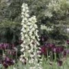 Fritillaria Persica Ivory Bells - Fritillaire De Perse 2 Fritillaria Persica Ivory Bells - Fritillaire De Perse -Jardin Parfait Soldes 2024 fritillaire persica ivory bells 54974 1