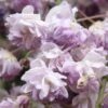 Glycine Du Japon - Wisteria Floribunda Violacea Plena (Black Dragon) 2 Glycine Du Japon - Wisteria Floribunda Violacea Plena (Black Dragon) -Jardin Parfait Soldes 2024 glycine wisteria floribunda violacea plena ld cliff 771621 1