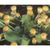 Scadoxus Ou Haemanthus Albiflos -Jardin Parfait Soldes 2024 haemanthus.albiflos