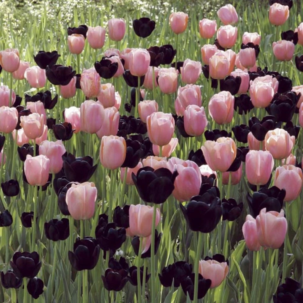 Harmonie Coucher De Soleil 3 Harmonie Coucher De Soleil